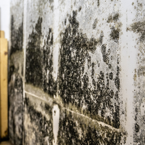 Mold in crawl space