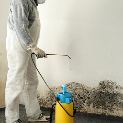 Mold remediation process